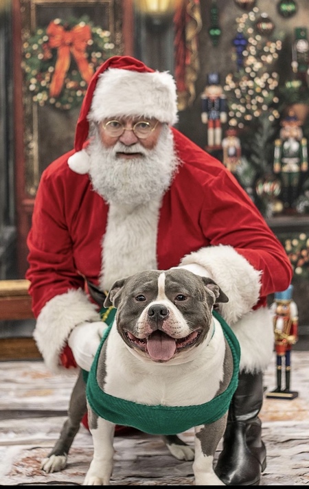 Entry image for Scarfo. Clicking this image will show a larger photo