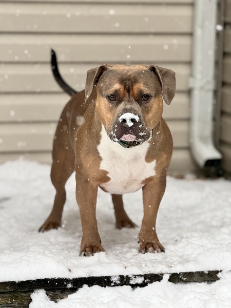 Entry image for Archie. Clicking this image will show a larger photo