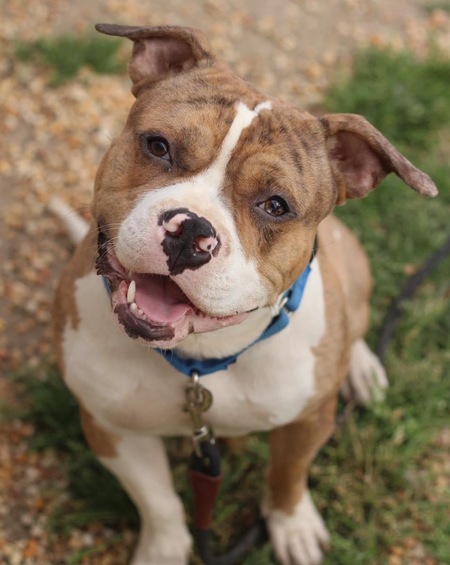 Entry image for Biggie. Clicking this image will show a larger photo