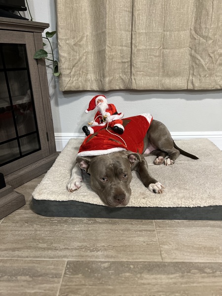 Entry image for Zeus. Clicking this image will show a larger photo