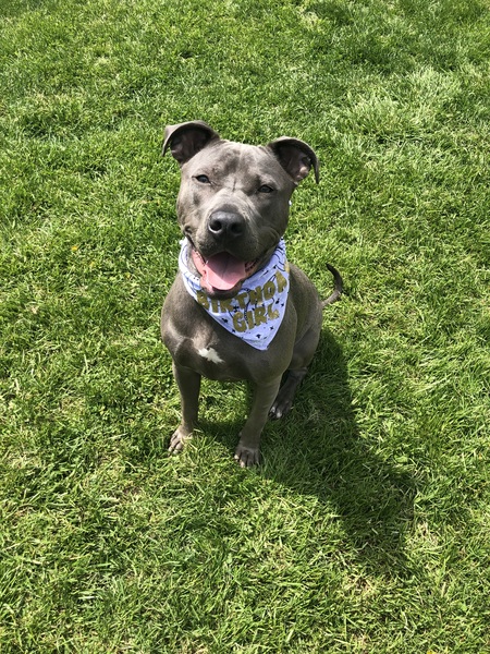 Entry image for Ivy. Clicking this image will show a larger photo