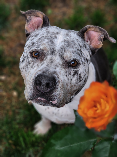 Entry image for Gozer. Clicking this image will show a larger photo