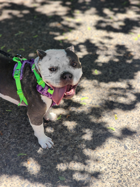 Entry image for Gouda. Clicking this image will show a larger photo