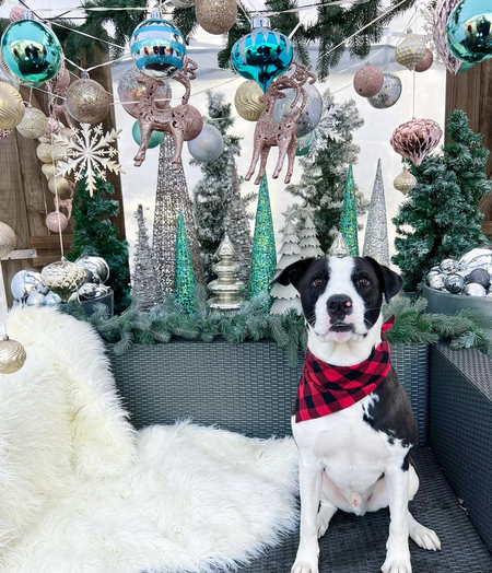 Entry image for Gus. Clicking this image will show a larger photo