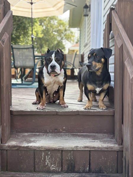 Entry image for Homer & Sasha. Clicking this image will show a larger photo