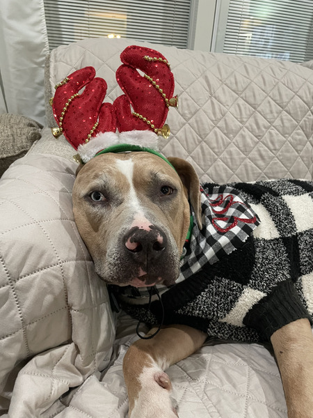 Entry image for Earl. Clicking this image will show a larger photo