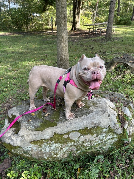 Entry image for Jenny (FKA Honey Bear). Clicking this image will show a larger photo