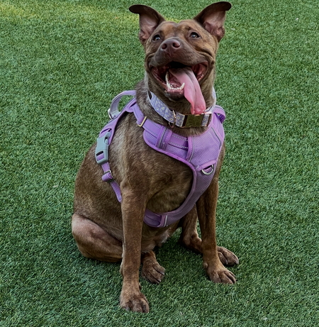 Entry image for Sadie Jane. Clicking this image will show a larger photo