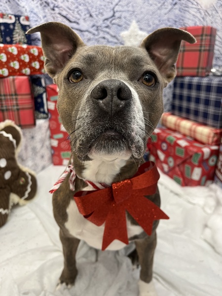 Entry image for Maple. Clicking this image will show a larger photo