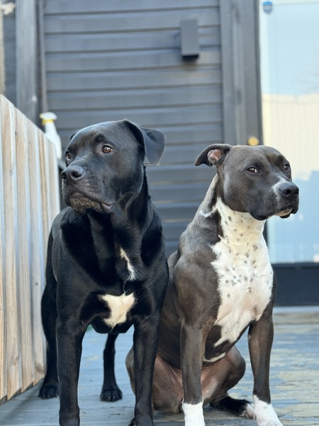 Entry image for Fletcher & Chloe. Clicking this image will show a larger photo