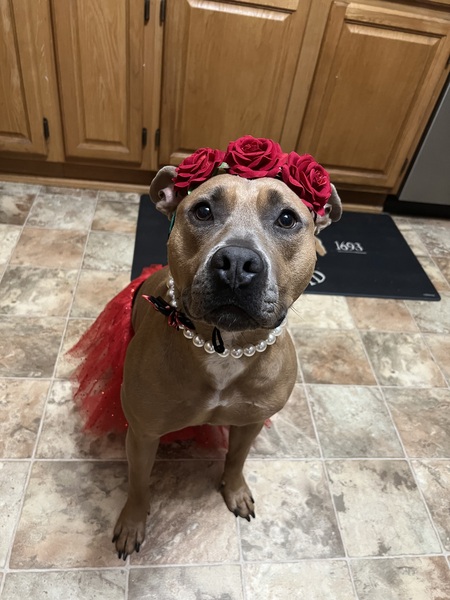 Entry image for Buffy. Clicking this image will show a larger photo