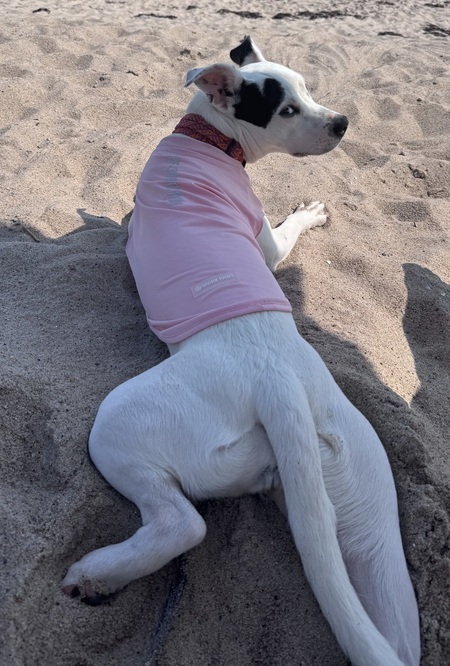 Entry image for Birdie. Clicking this image will show a larger photo