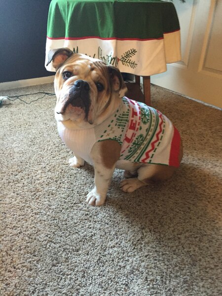 Entry image for Brutus Beefcake. Clicking this image will show a larger photo