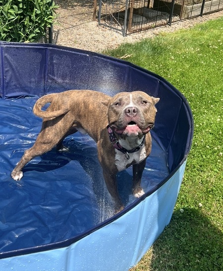 Entry image for Pig. Clicking this image will show a larger photo