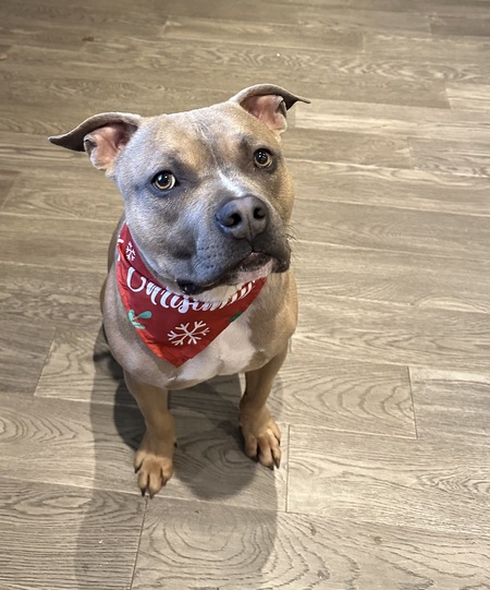 Entry image for Olsen. Clicking this image will show a larger photo