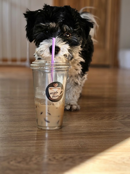 Entry image for Sully. Clicking this image will show a larger photo