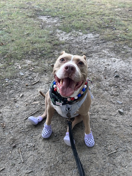 Entry image for Pumpkin. Clicking this image will show a larger photo