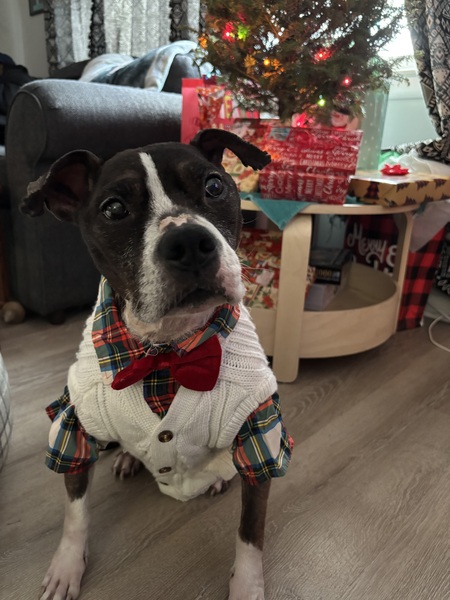 Entry image for Toby. Clicking this image will show a larger photo