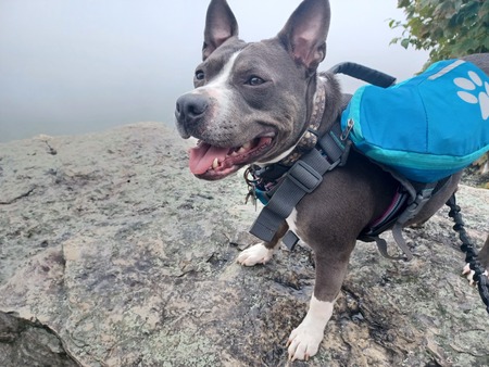 Entry image for Lilah. Clicking this image will show a larger photo