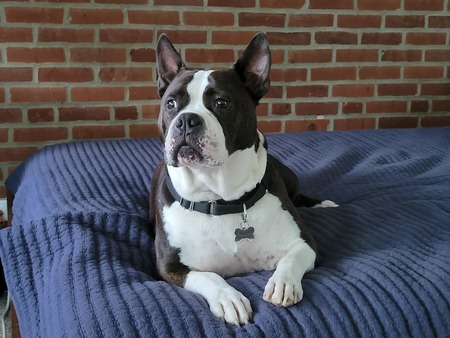 Entry image for Wilbur. Clicking this image will show a larger photo