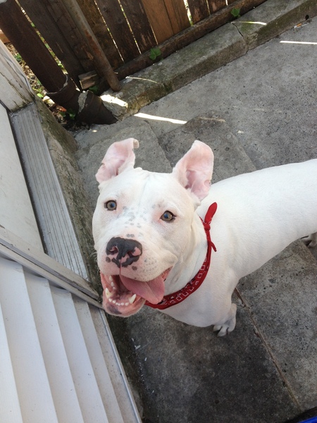 Entry image for Spartacus (aka papa spar). Clicking this image will show a larger photo