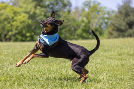 Entry image for Blue. Clicking this image will show a larger photo