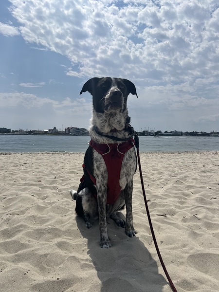 Entry image for Itachi. Clicking this image will show a larger photo