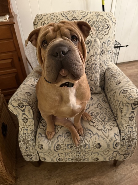 Entry image for Brisket. Clicking this image will show a larger photo