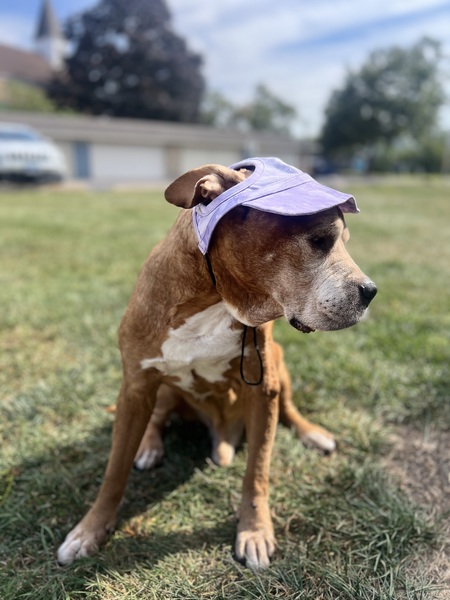 Entry image for Tyson. Clicking this image will show a larger photo