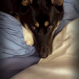 Entry image for Luna