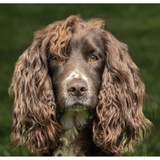 Entry image for Saltaire Watchman “Gunny”