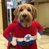 Entry image for Teddy