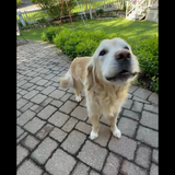 Entry image for Brooks