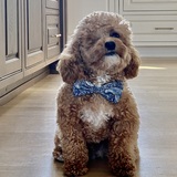 Entry image for Beckstoffer George lll