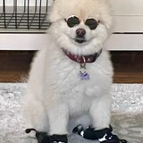 Entry image for Bradley Cooper "the Pom"