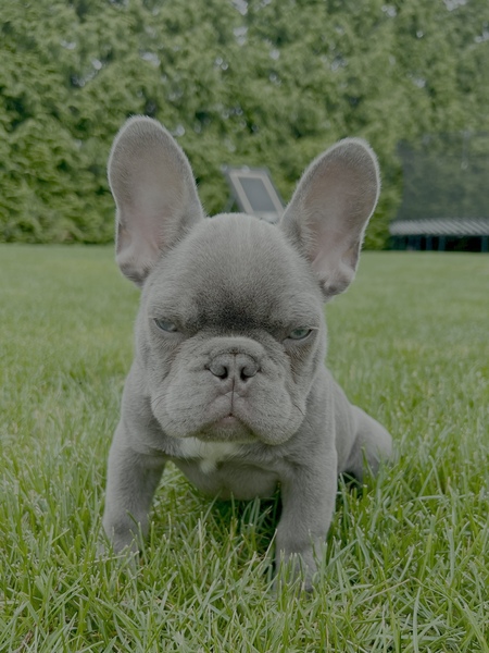 Entry image for Rory. Clicking this image will show a larger photo