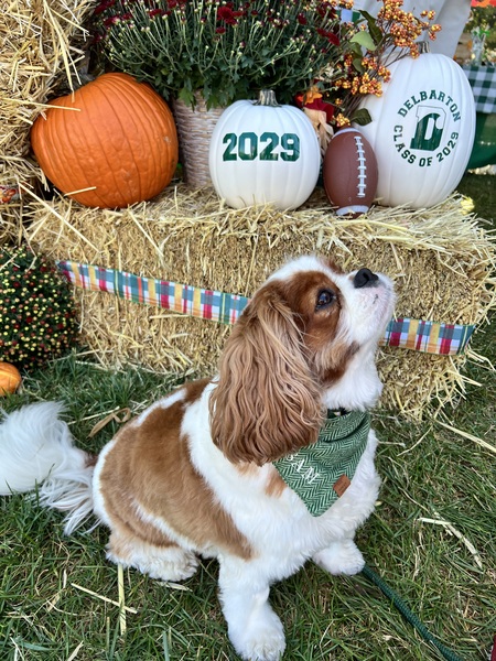 Entry image for Sam. Clicking this image will show a larger photo