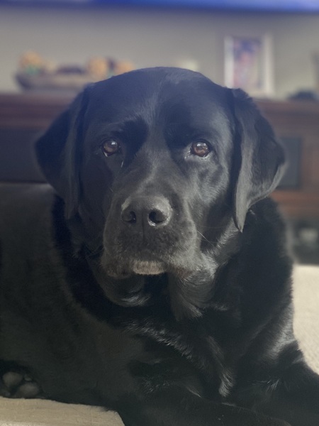 Entry image for Maggie . Clicking this image will show a larger photo