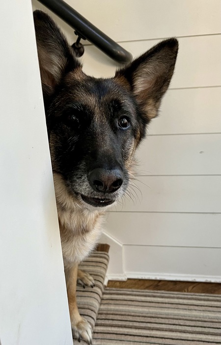 Entry image for Maisie. Clicking this image will show a larger photo