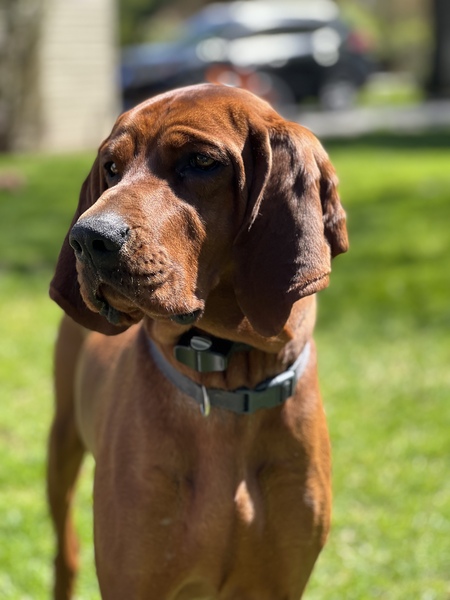 Entry image for Ozark. Clicking this image will show a larger photo