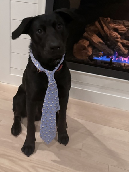 Entry image for Bear . Clicking this image will show a larger photo