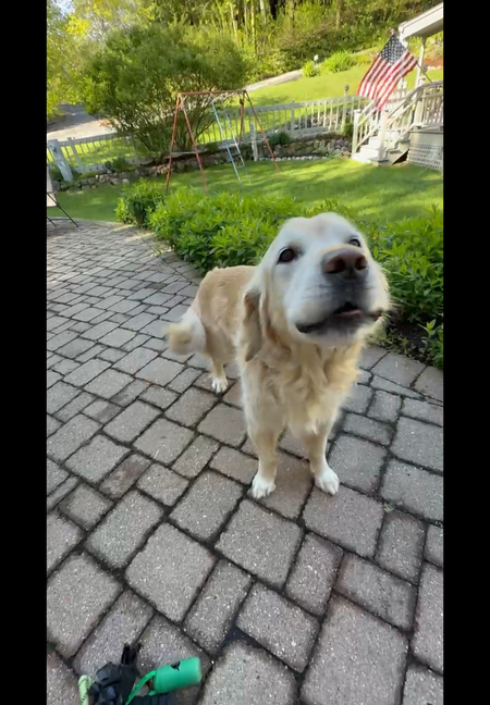 Entry image for Brooks. Clicking this image will show a larger photo