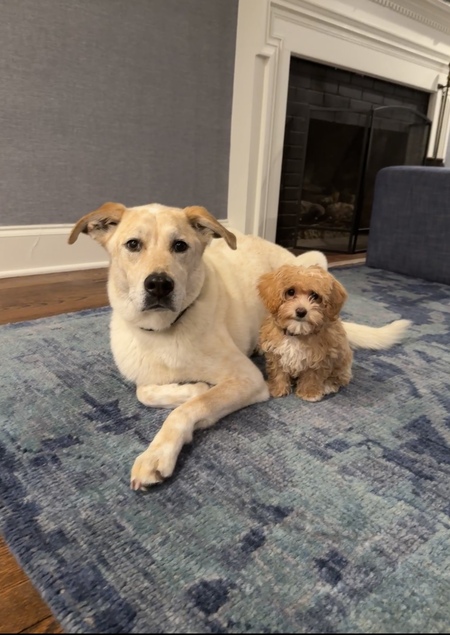 Entry image for Scout & Penny Lane. Clicking this image will show a larger photo