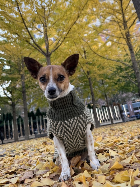 Entry image for Pebbles. Clicking this image will show a larger photo