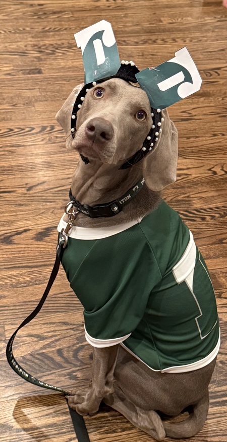 Entry image for Frankie. Clicking this image will show a larger photo