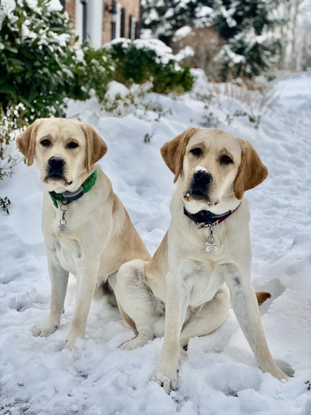 Entry image for Corby and Rockne. Clicking this image will show a larger photo