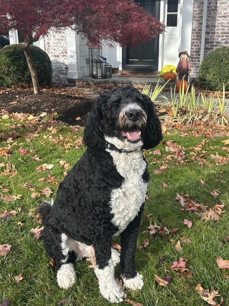 Entry image for Cosmo. Clicking this image will show a larger photo