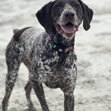 Entry image for Scout