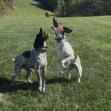 Entry image for Mayz and Maui