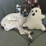 Entry image for Maui